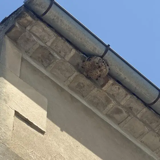 Nid de guêpes sous corniche en pierre