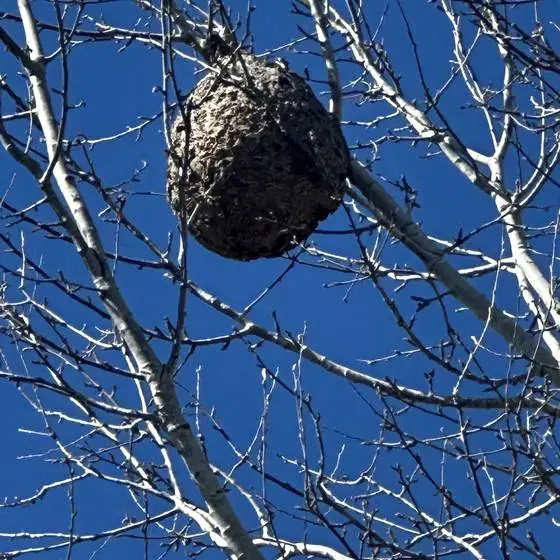 Nid de frelons asiatiques repéré en haut d'un arbre